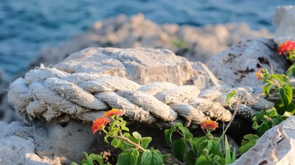 Orange flowers growing near the sea on the coastal rocks, swaying in the wind. White stones and blue sea are visible in the background