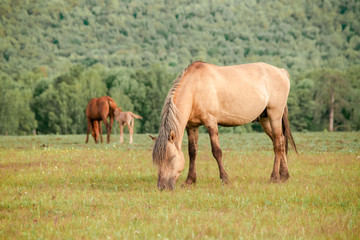 Naklejka na ściany i meble Beautiful brown horses on a farm