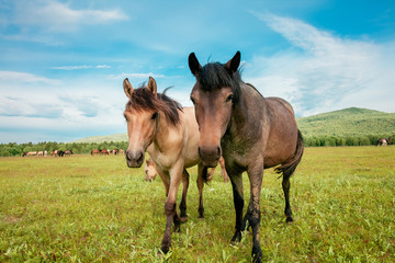 Beautiful brown horses on a farm