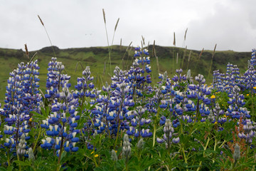 paysages de fleurs © marinafromvladimir