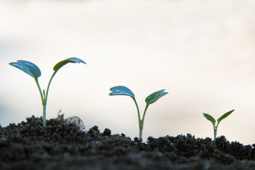sequence of plants growing in white background