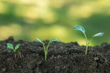 sequence of plants growing in the ground outdoors