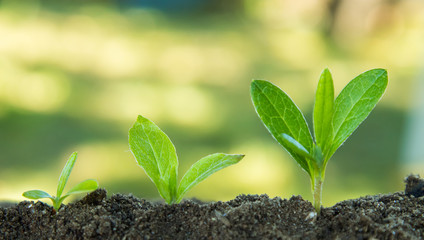 sequence of plants growing in the ground outdoors