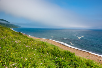 Seascape with gulls