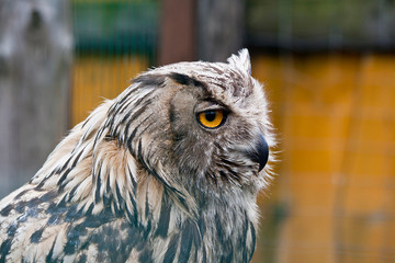 portrait owl feathers eyes beak