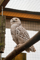 portrait owl feathers eyes beak 