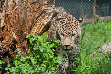 Fototapeta na wymiar leopard portrait in green grass