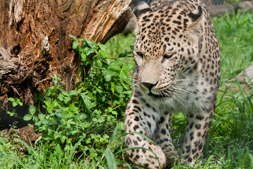 leopard portrait in green grass