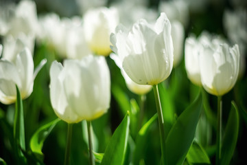 Tulip. Beautiful bouquet of tulips. colorful tulips. tulips in spring,colorful tulip,vintage tone