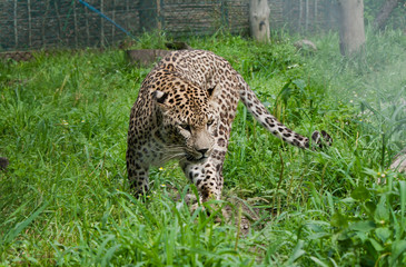 leopard portrait in green grass