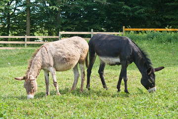 Naklejka na ściany i meble two donkeys black and beige in nature