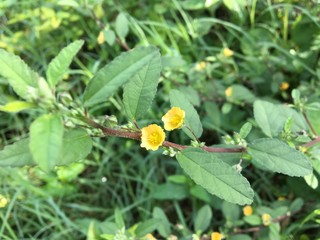 yellow flower in the garden