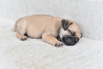 Cute puppy brown Pug sleeping in front of house after eat feed