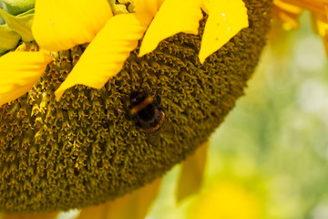 eine Hummel sitzt auf einer Sonnenblume