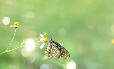 Butterflies and flowers in a beautiful garden.