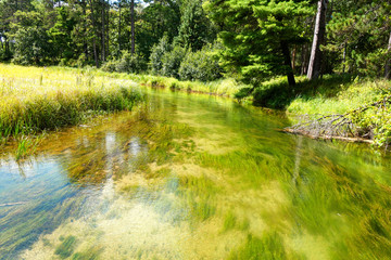 Quiet River Flowing through Marsh Grass and Pine Trees