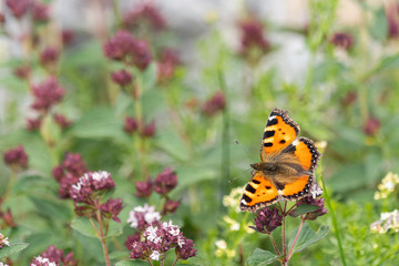 Papillon.