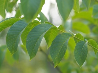 Fototapeta na wymiar Wachstum - frische Blätter eines Walnussbaums