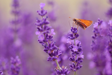 Orange butterfly lavender