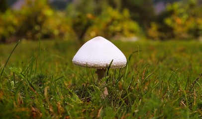 mushroom in grass