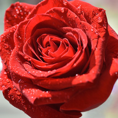 Closeup isolated bright red rose in drops of water