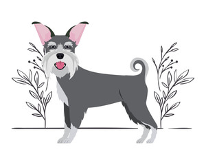 cute schnauzer dog on white background