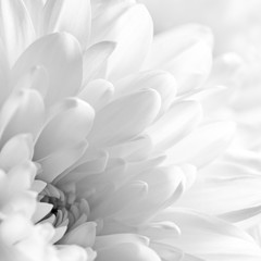 Closeup black and white petals of a flower as a background 