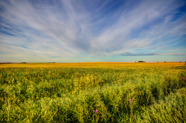 Farmland landscapes in the Alberta countryside