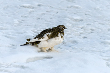 Lagopède alpin, femelle, .Lagopus muta, Rock Ptarmigan