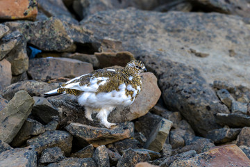 Lagopède alpin, femelle, .Lagopus muta, Rock Ptarmigan