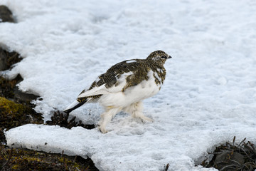 Lagopède alpin, femelle, .Lagopus muta, Rock Ptarmigan