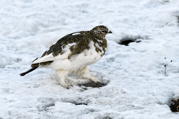 Lagopède alpin, femelle, .Lagopus muta, Rock Ptarmigan