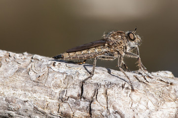 Asilidae killer fly, diptero that is a fierce predator of other insects