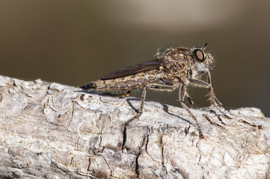 Asilidae killer fly, diptero that is a fierce predator of other insects