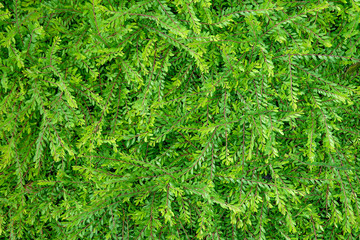 green leafs texture background top view.