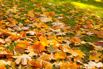 Nature Autumn Background with maple leaves