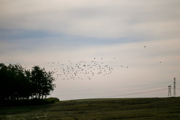 A flock of birds flying against a cloudy morning sky