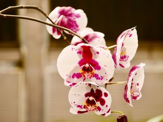 spring flowers on pink background, flowers on a background, Beautiful flowers from orchids, white flowers