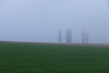 Obraz na płótnie Canvas Foggy morning in the vast land