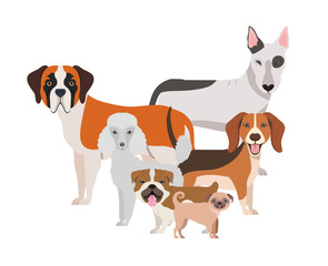 set of adorable dogs on white background