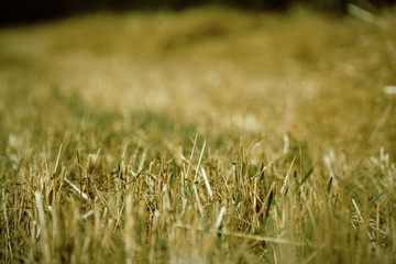 Wheat field. Background of ripening ears of wheat. Harvest and food concept