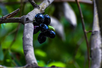 Black berry Jamun fruit