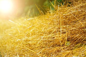 Wheat field. Background of ripening ears of wheat. Harvest and food concept