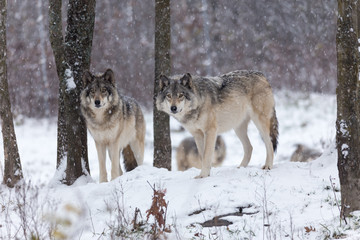 Arctic wolves standing on snowy landscape