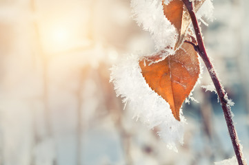 Hoarfrost on the leaves in winter forest. Macro image, shallow depth of field. Beautiful winter...