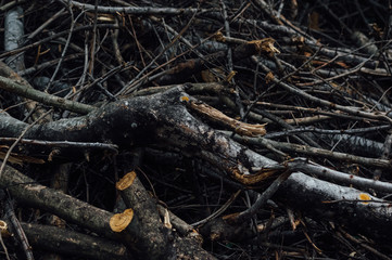 A pile of wood cut in the autumn
