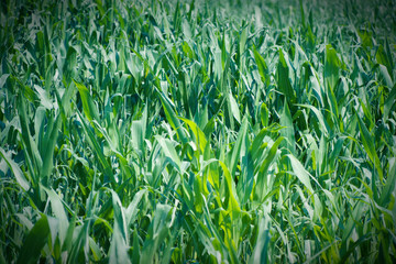 Obraz premium Corn grown in farmland, green cornfield, field of harvest