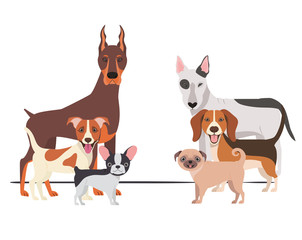 set of adorable dogs on white background