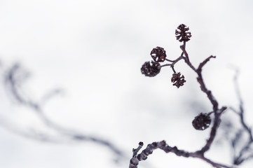 Dry cones on the branch in winter forest. Macro image, shallow depth of field. Beautiful winter background.