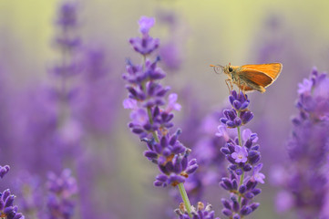 Orange butterfly lavender